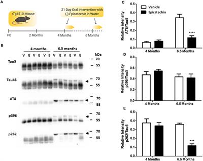 Oral (−)-Epicatechin Inhibits Progressive Tau Pathology in rTg4510 Mice Independent of Direct Actions at GSK3β